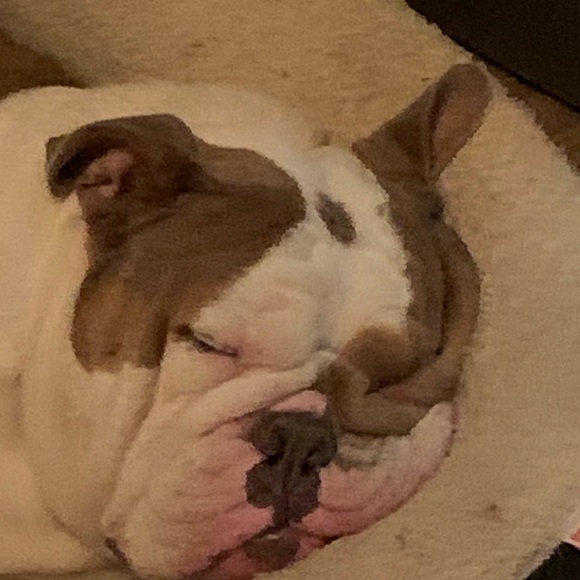 greytheamerican